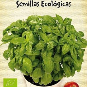 Semillas ecológicas de Albahaca Genovese de hoja grande